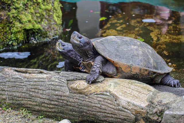 海龟动物自然物种区系