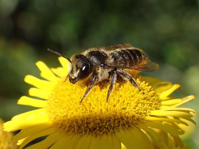 蜜蜂野生蜂虫授粉