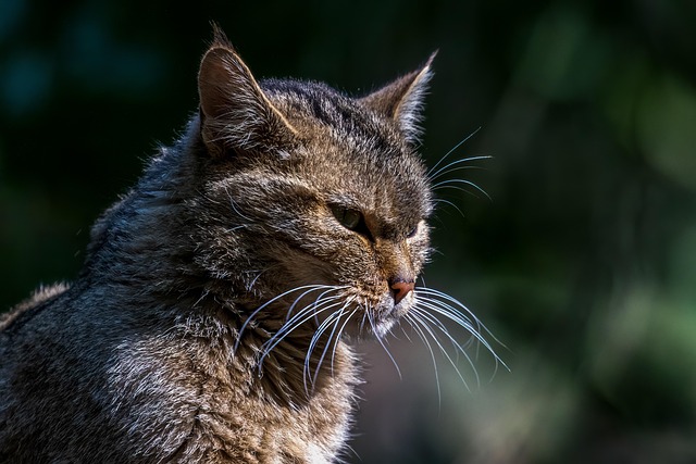 野猫野生动物猫科动物