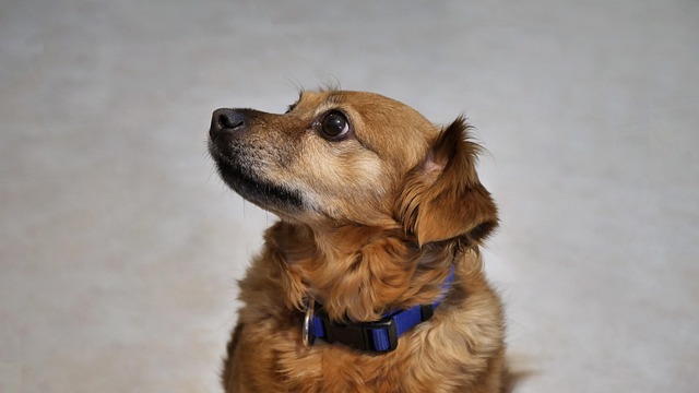 动物狗宠物毛皮犬