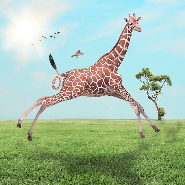 长颈鹿跳场非洲