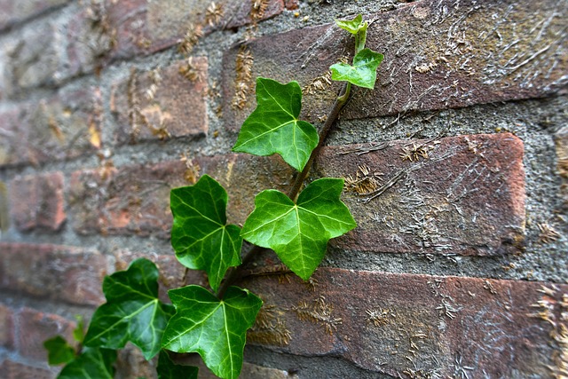 常春藤攀缘植物