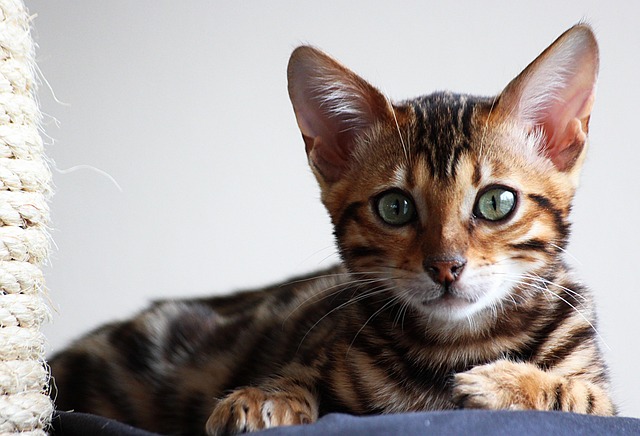 动物猫哺乳动物猫科动物