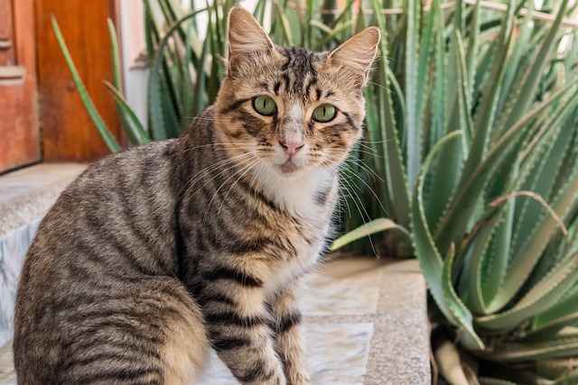 猫动物猫草自然