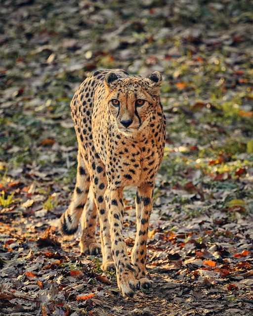 猎豹动物哺乳动物大型猫科动物
