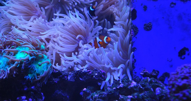 小丑鱼水族馆珊瑚鱼