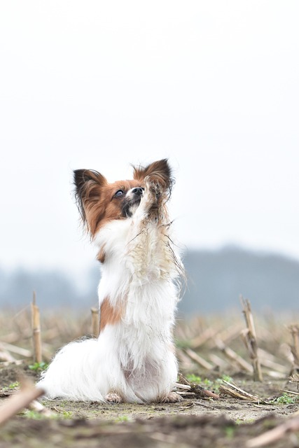 vlinderhond乳突犬