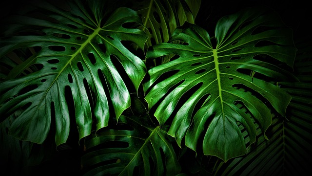 叶子叶子植物灌木绿色