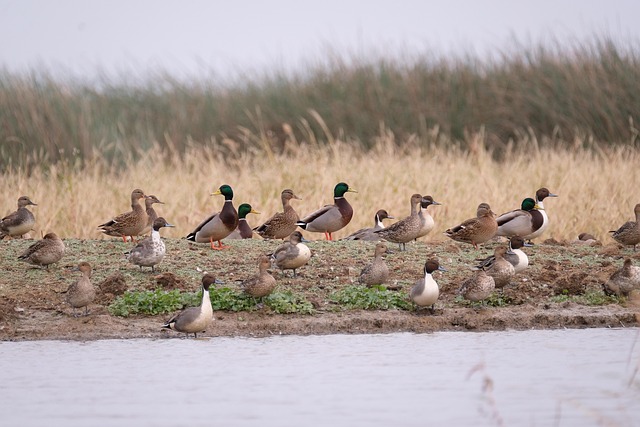 鸭鸟河萨克拉门托