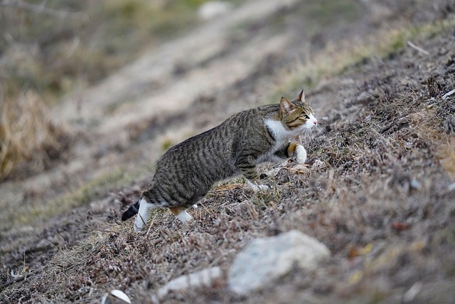 猫猫宠物户外小猫