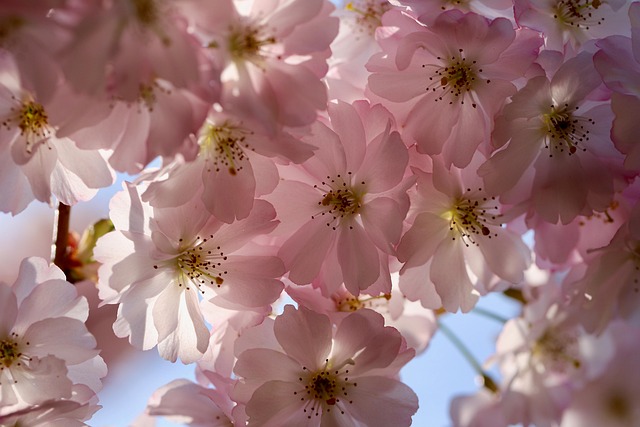 樱花观赏樱花