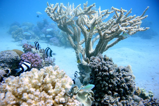珊瑚海洋海水礁