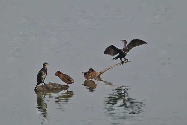 鸬鹚翅水鸭野禽