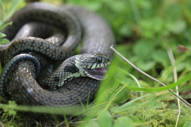 蛇爬行动物鳞片捕食者野生
