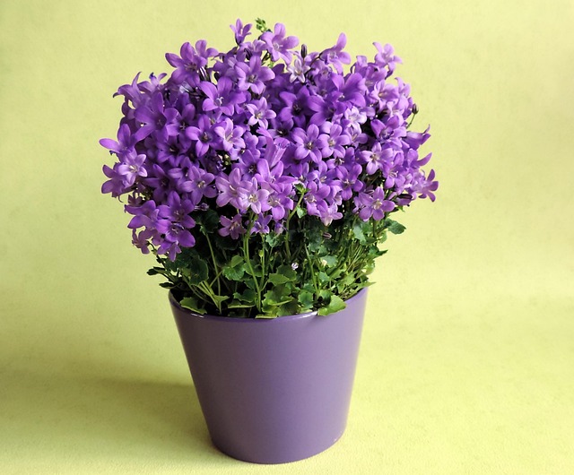 盆栽花盆