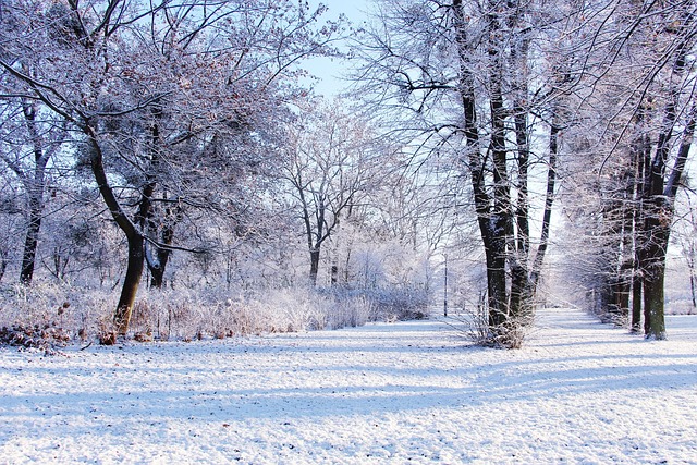 公园冬季树木季节雪