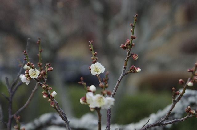 梅花开花枝