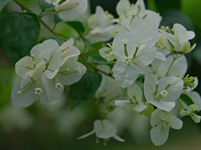 花九重葛白色植物群
