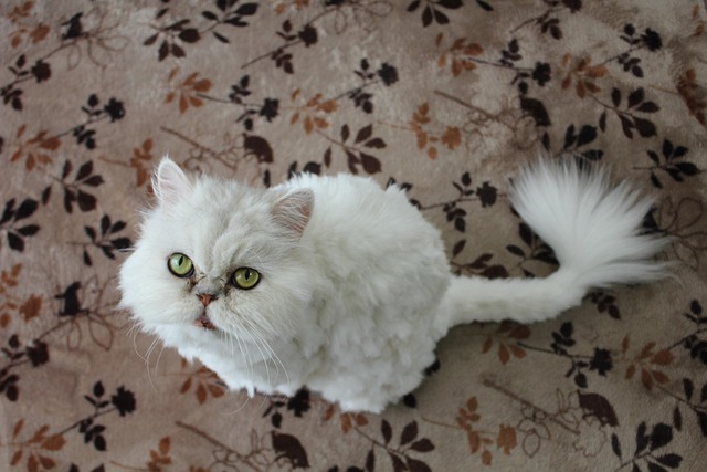 猫波斯猫白猫