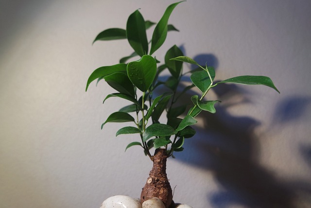 盆景树室内小植物