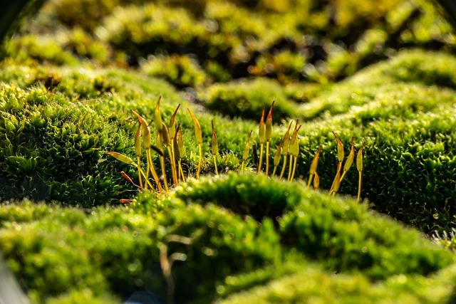 苔藓宏观自然林绿