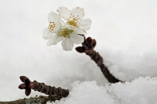 樱花盛开冬季雪barborka