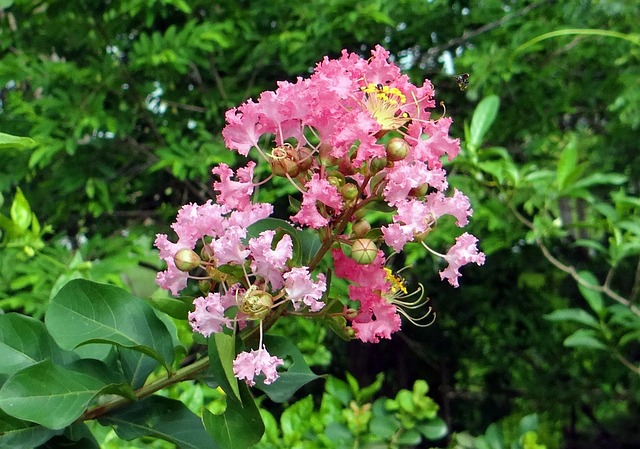 紫薇花粉红色莎翁