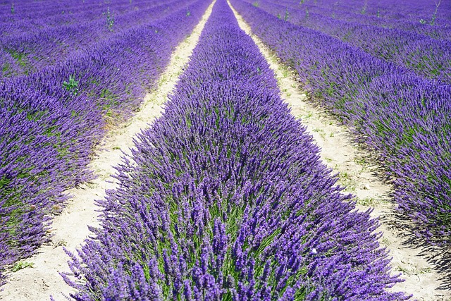 薰衣草田土路
