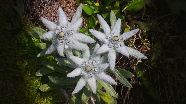 阿尔卑斯山珍稀雪绒花
