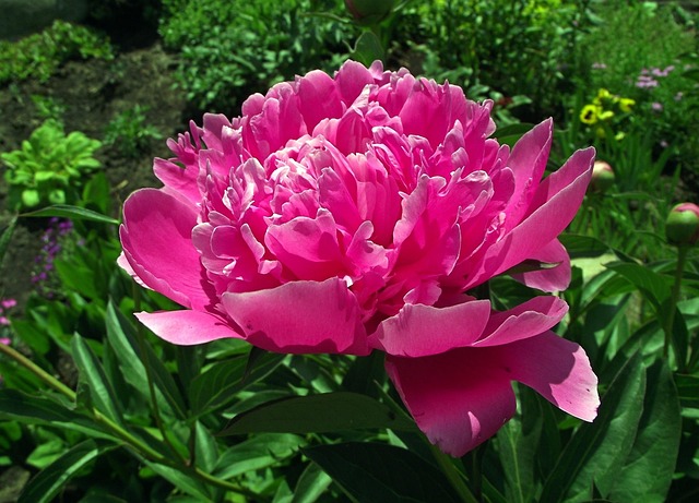 自然植物牡丹园