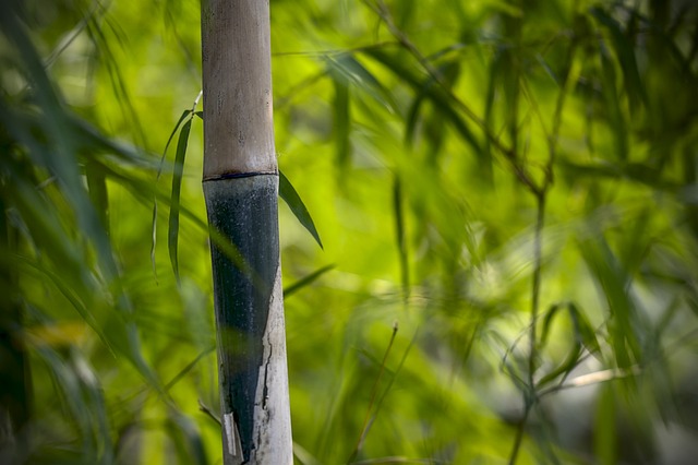 竹茎竹林树叶