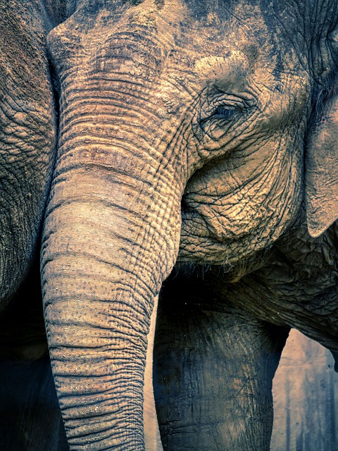 大象动物野生厚皮动物