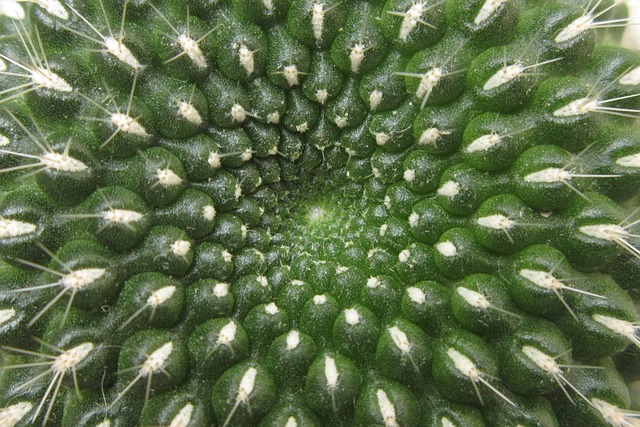 仙人掌绿色植物