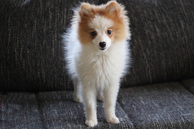 波美拉尼亚犬宠物犬科动物