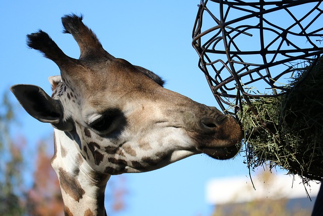 长颈鹿喂动物园头动物