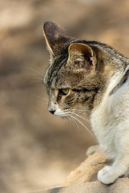 猫宠物动物家猫
