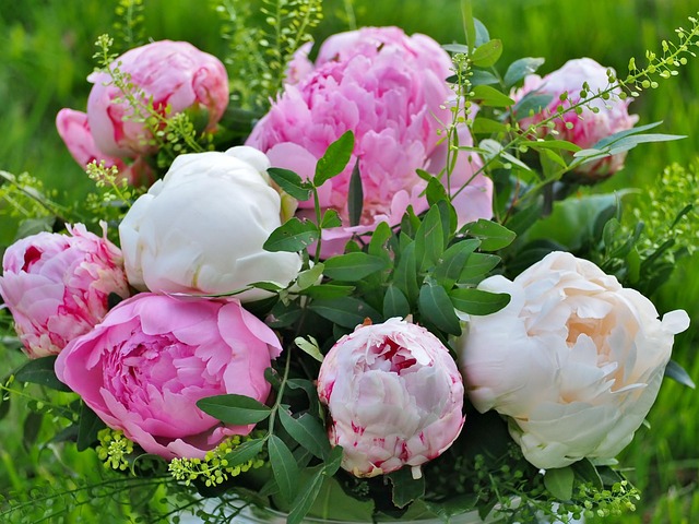 牡丹粉红色白色植物学