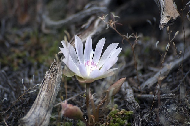 花野花自然宁静