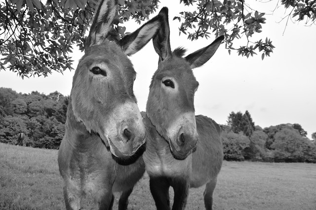 驴黑白照片