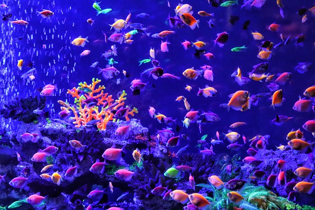 鱼彩虹色水族馆