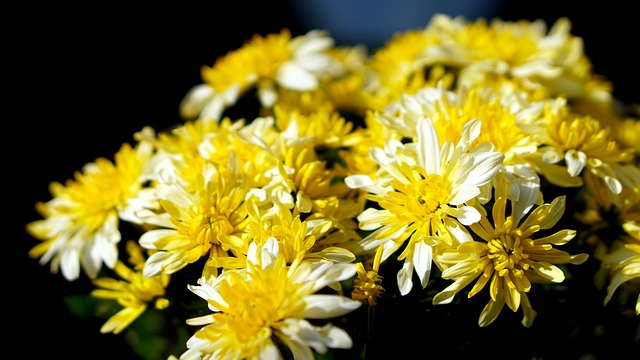 herbsastern开花开花