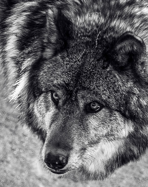 动物狼哺乳动物单色