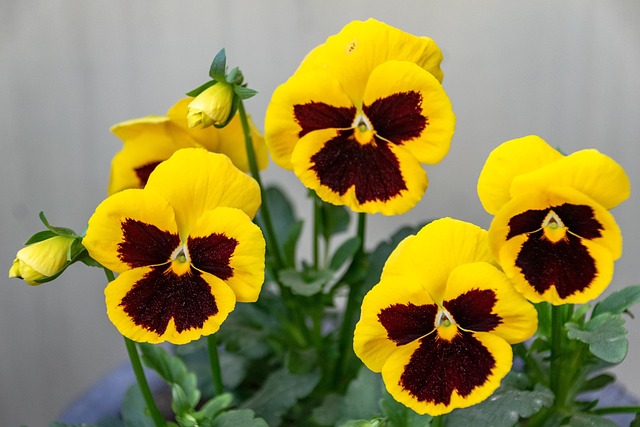 三色堇花种黄色花