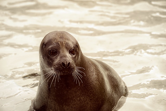 海豹类海洋生物