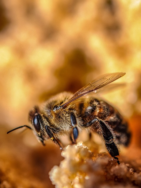 蜜蜂昆虫自然大黄