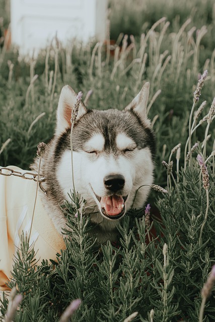 狗宠物犬科动物皮毛鼻子