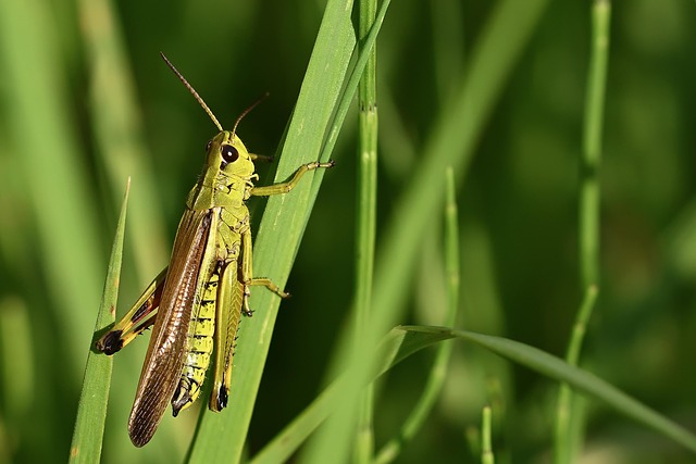 蚱蜢虫草甸特写