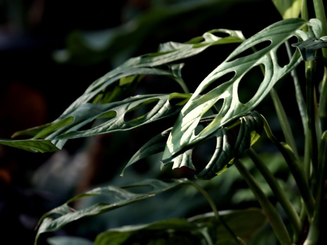 单翅目植物的叶子植物性质
