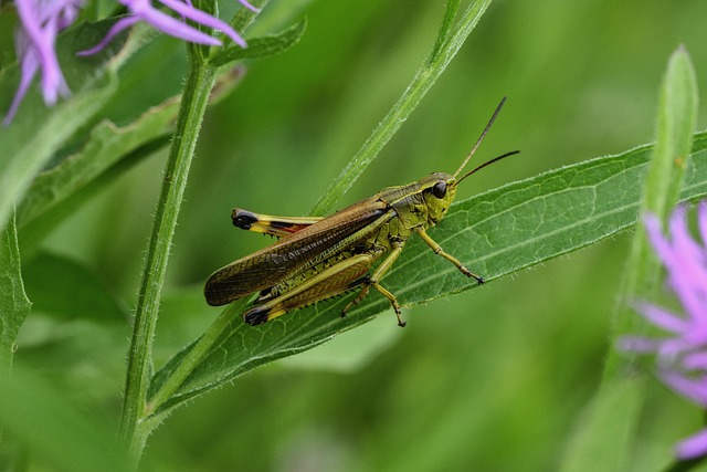 蚱蜢草甸自然夏