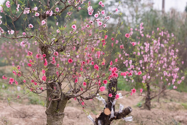 桃花桃花春